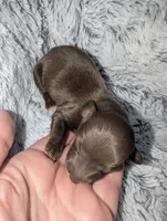 Coco, a female Miniature Dachshund for sale in Aurora, IN – 2 of 3