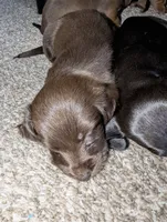 Coco, a female Miniature Dachshund for sale in Aurora, IN – 7 of 8