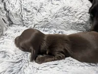 Coco, a female Miniature Dachshund for sale in Aurora, IN – 3 of 3