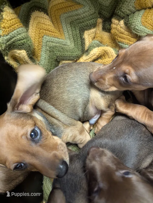 Slinky – Miniature Dachshund puppy for sale in Aurora, IN