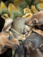 Slinky, a male Miniature Dachshund for sale in Aurora, IN – 1 of 7