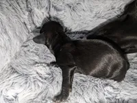 Ace, a male Miniature Dachshund for sale in Aurora, IN – 2 of 2