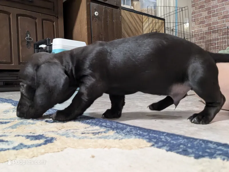 Ace – Miniature Dachshund puppy for sale in Aurora, IN