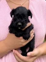 AKC Black 1, a male Miniature Schnauzer for sale in Jenkinsburg, GA – 2 of 2