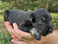 AKC  Males , a male Miniature Schnauzer for sale in Jenkinsburg, GA – 2 of 4