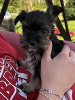 AKC Puppies, a female Miniature Schnauzer for sale in Jenkinsburg, GA – Photo 4 of 10