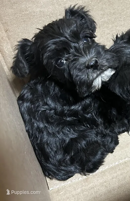 AKC Puppies – Miniature Schnauzer puppy for sale in Jenkinsburg, GA