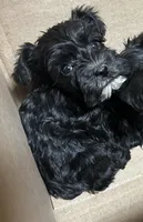 AKC Puppies, a female Miniature Schnauzer for sale in Jenkinsburg, GA – Photo 1 of 10