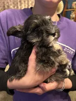 AKC Puppies, a female Miniature Schnauzer for sale in Jenkinsburg, GA – Photo 5 of 10