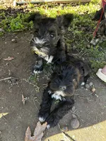 AKC Puppies, a female Miniature Schnauzer for sale in Jenkinsburg, GA – Photo 10 of 10