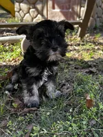 AKC Puppies, a female Miniature Schnauzer for sale in Jenkinsburg, GA – Photo 8 of 10