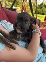 AKC Puppies, a female Miniature Schnauzer for sale in Jenkinsburg, GA – Photo 7 of 10
