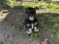 AKC Puppies, a female Miniature Schnauzer for sale in Jenkinsburg, GA – Photo 9 of 10