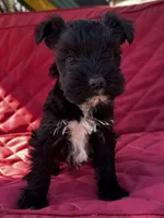 AKC Puppies, a female Miniature Schnauzer for sale in Jenkinsburg, GA – Photo 3 of 10