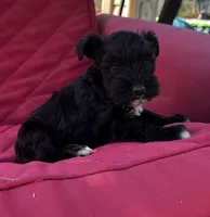 AKC Puppies, a female Miniature Schnauzer for sale in Jenkinsburg, GA – Photo 2 of 10