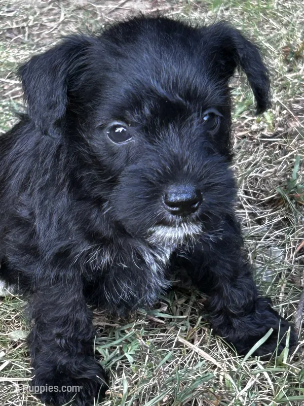 AKC  Males  – Miniature Schnauzer puppy for sale in Jenkinsburg, GA