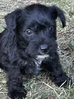 AKC Black 1, a male Miniature Schnauzer for sale in Jenkinsburg, GA – 1 of 2