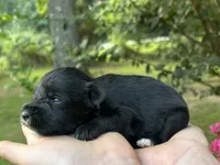 AKC  Males , a male Miniature Schnauzer for sale in Jenkinsburg, GA – 4 of 4