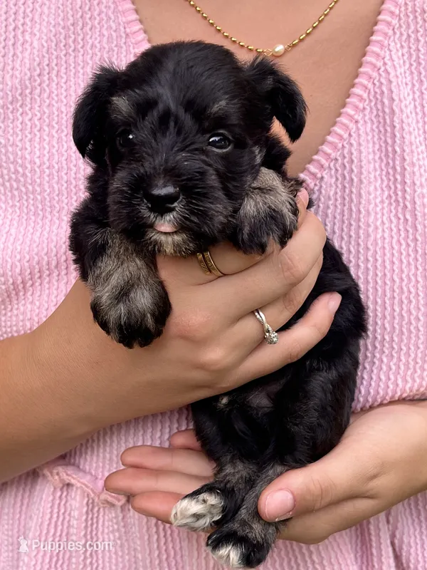 AKC  Males  – Miniature Schnauzer puppy for sale in Jenkinsburg, GA