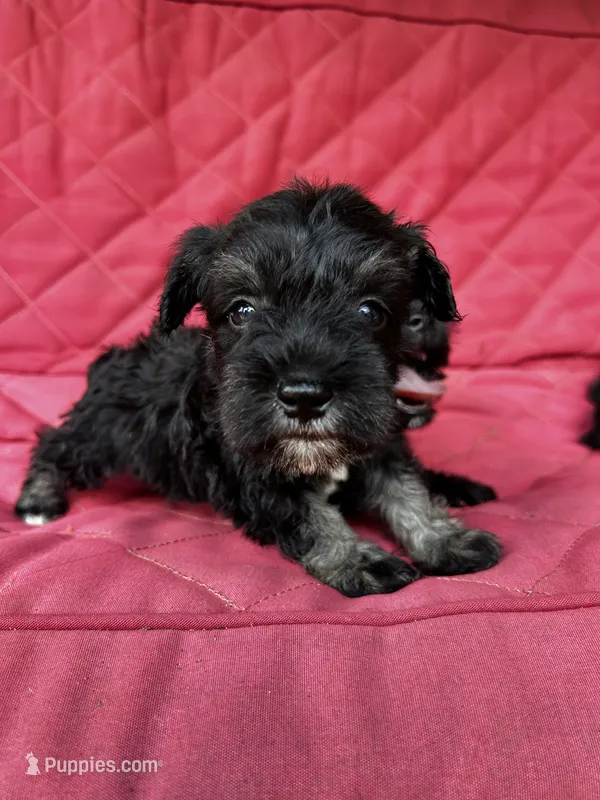 AKC Black & Silver M – Miniature Schnauzer puppy for sale in Jenkinsburg, GA