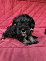 AKC Black & Silver M, a male Miniature Schnauzer for sale in Jenkinsburg, GA – 1 of 3
