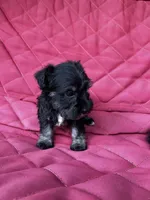AKC Black & Silver M, a male Miniature Schnauzer for sale in Jenkinsburg, GA – 3 of 3