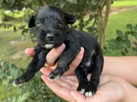 AKC  Males , a male Miniature Schnauzer for sale in Jenkinsburg, GA – 1 of 4