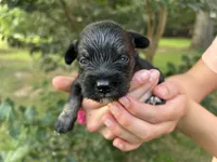 AKC  Males , a male Miniature Schnauzer for sale in Jenkinsburg, GA – 3 of 4