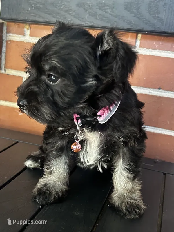 AKC Black & Silver M – Miniature Schnauzer puppy for sale in Jenkinsburg, GA