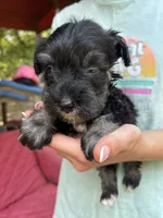 AKC Black & Silver M, a male Miniature Schnauzer for sale in Jenkinsburg, GA – 2 of 3