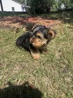 Jojo — Morkie boy, a male Maltese and Yorkshire Terrier for sale in Guntersville, AL – 6 of 10