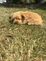 Winnie — Morkie Boy, a male Maltese and Yorkshire Terrier for sale in Guntersville, AL – 4 of 7