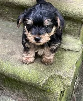 Treasure, a male Yorkshire Terrier and Morkie for sale in Tuscaloosa, AL – 1 of 5