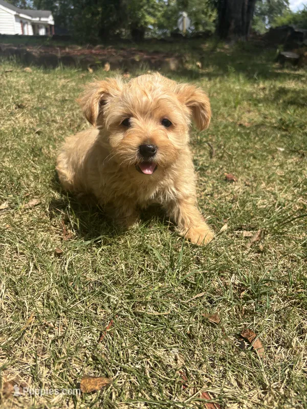 Teddy — Morkie boy – Maltese, Yorkshire Terrier puppy for sale in Guntersville, AL