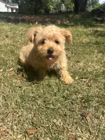 Teddy — Morkie boy, a male Maltese and Yorkshire Terrier for sale in Guntersville, AL – 1 of 8