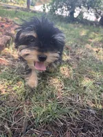 Aura — Morkie girl, a female Maltese and Yorkshire Terrier for sale in Guntersville, AL – 1 of 6