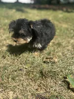 Aura — Morkie girl, a female Maltese and Yorkshire Terrier for sale in Guntersville, AL – 3 of 6