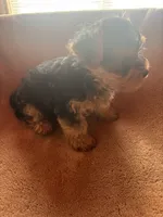 Jojo — Morkie boy, a male Maltese and Yorkshire Terrier for sale in Guntersville, AL – 10 of 10