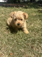 Teddy — Morkie boy, a male Maltese and Yorkshire Terrier for sale in Guntersville, AL – 3 of 8