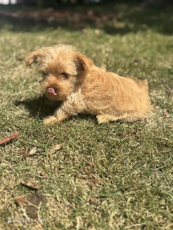 Winnie — Morkie Boy – Maltese, Yorkshire Terrier puppy for sale in Guntersville, AL