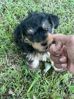 Treasure, a male Yorkshire Terrier and Morkie for sale in Tuscaloosa, AL – 5 of 5