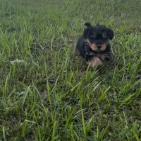 Treasure, a male Yorkshire Terrier and Morkie for sale in Tuscaloosa, AL – 4 of 5
