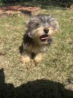 Milo — Morkie boy, a male Maltese and Yorkshire Terrier for sale in Guntersville, AL – 2 of 8