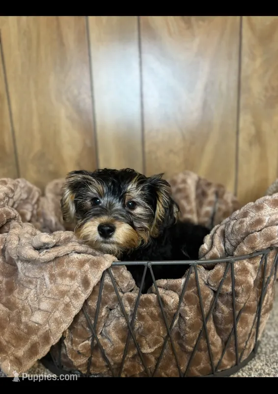 Treasure – Yorkshire Terrier, Morkie puppy for sale in Guntersville, AL