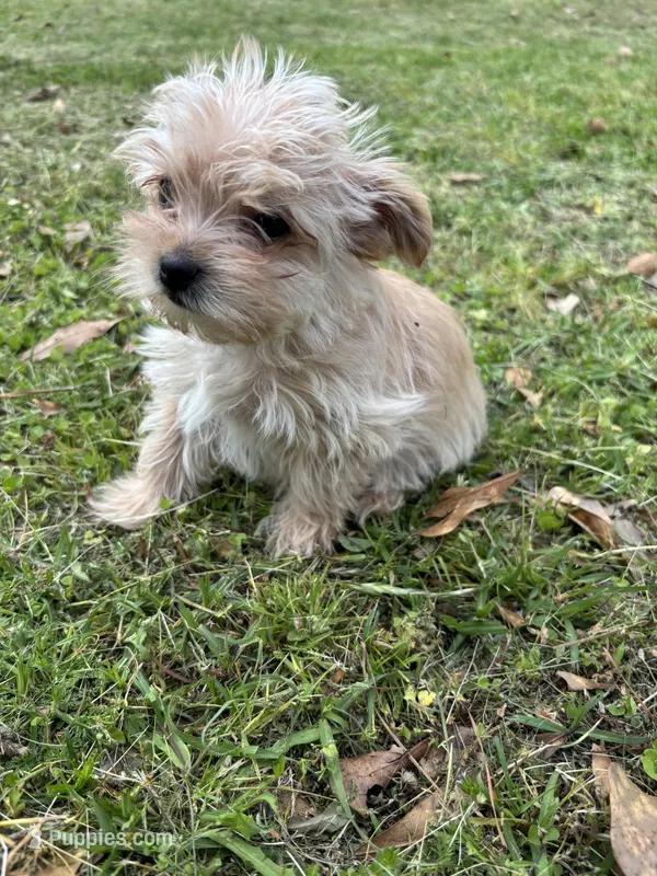 Trinket – Morkie puppy for sale in Tuscaloosa, AL