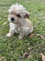 Trinket, a female Yorkshire Terrier and Morkie for sale in Tuscaloosa, AL – Photo 1 of 7