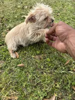 Trinket, a female Yorkshire Terrier and Morkie for sale in Tuscaloosa, AL – Photo 7 of 7