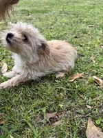 Trinket, a female Yorkshire Terrier and Morkie for sale in Tuscaloosa, AL – Photo 6 of 7
