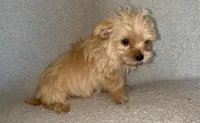 Trinket, a female Morkie for sale in Tuscaloosa, AL – Photo 2 of 3