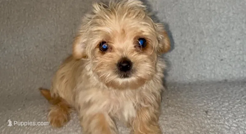 Trinket, a female Morkie for sale in Tuscaloosa, AL – Photo 1 of 3